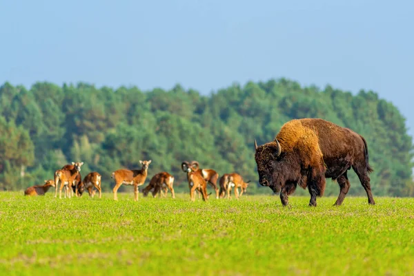Bison Natureza Contra Fundo Outros Animais Verão — Fotografia de Stock