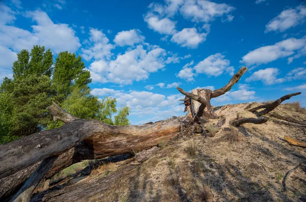 Die Wurzel Eines Alten Baumes Vor Blauem Himmel Mit Wolken — Stockfoto