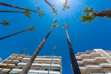 Cannes 'daki palmiye ağaçları ve evler mavi gökyüzüne karşı.