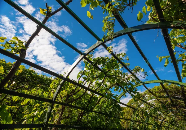 Vine Supports Grapes Blue Sky — Fotografia de Stock