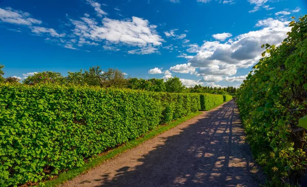 Vignobles Jardin Sur Fond Ciel Bleu Avec Nuages — Photo