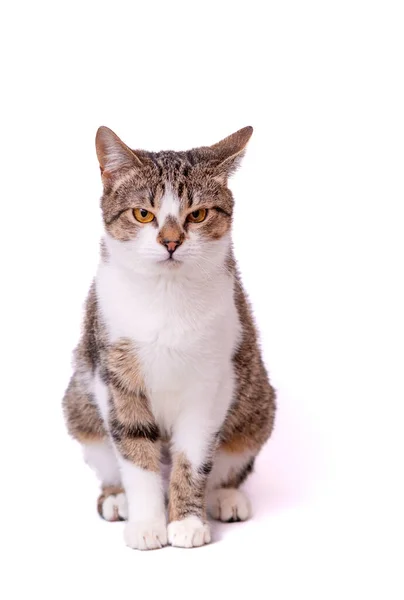 Gato Gris Con Bigote Sobre Fondo Blanco Neutro —  Fotos de Stock