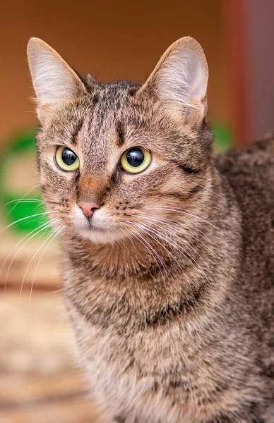 Portrait of a cat with green eyes on a brown background.