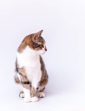 Tarafsız beyaz bir arka planda bıyıklı gri kedi..