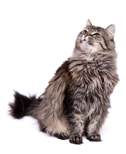 Gato Gris Con Bigote Sobre Fondo Blanco Neutro —  Fotos de Stock