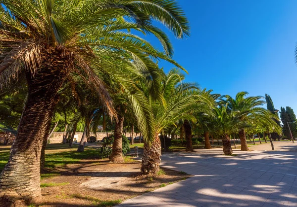 Valencia Şehrinin Parkında Mavi Gökyüzüne Karşı Palmiye Ağaçları Spanya — Stok fotoğraf