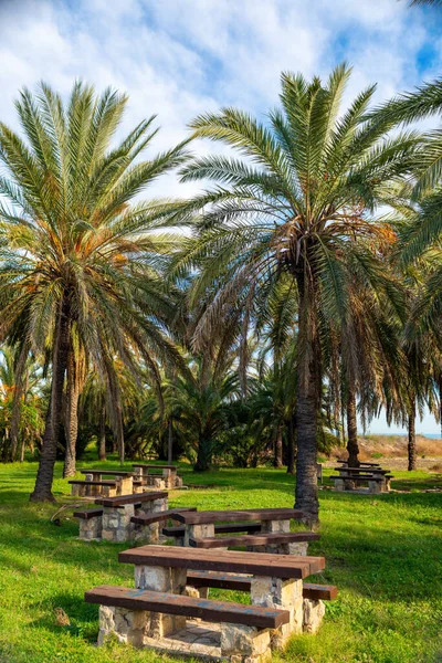 Palmer Mot Den Blå Himlen Stadsparken Staden Valencia Spanien — Stockfoto