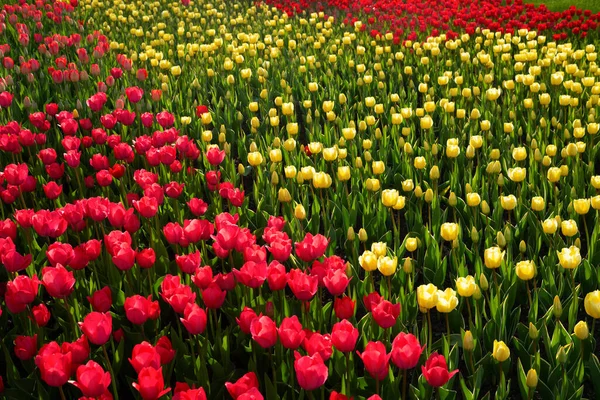 Flower Bed Different Varieties Plants — 图库照片