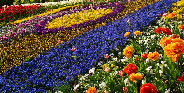 Flower Bed Different Varieties Plants — 图库照片