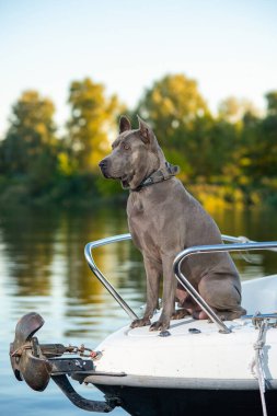 Thai Ridgeback doğada bir yatta.