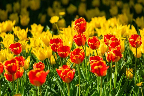 Flower Bed Different Varieties Plants — Stock Photo, Image