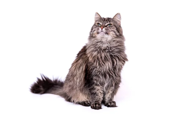 Gray Cat Mustache Neutral White Background — Stock Photo, Image