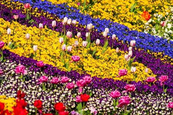 Flower Bed Different Varieties Plants — 图库照片