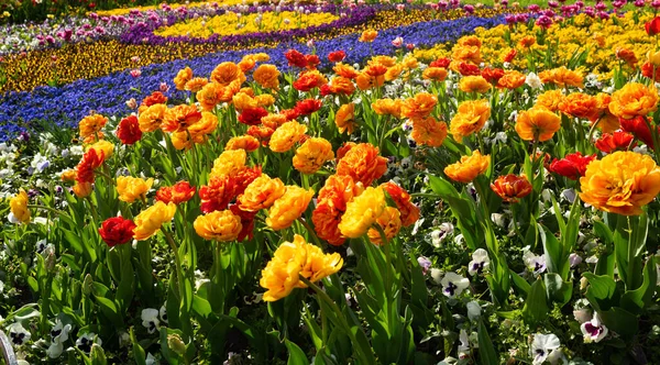 Lecho Flores Con Diferentes Variedades Plantas — Foto de Stock