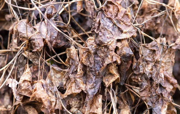 Texture Old Dried Brown Leaves — Stockfoto