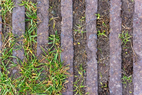 Green Grass Sprouted Metal Elements — Fotografia de Stock