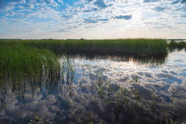 Reflection of blue sky and clouds in a lake with reeds.