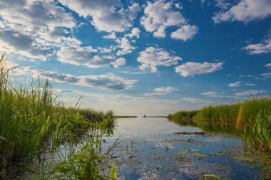Reflection of blue sky and clouds in a lake with reeds.