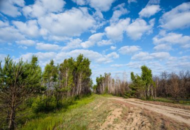 Pine and birch trees against a background of blue sky and white clouds.