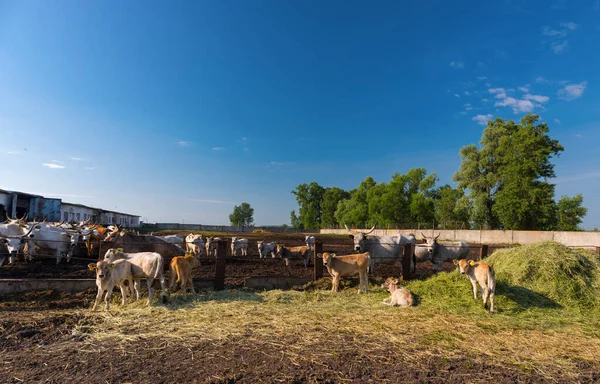 Cows Young Calves Farm Background Sky — стоковое фото