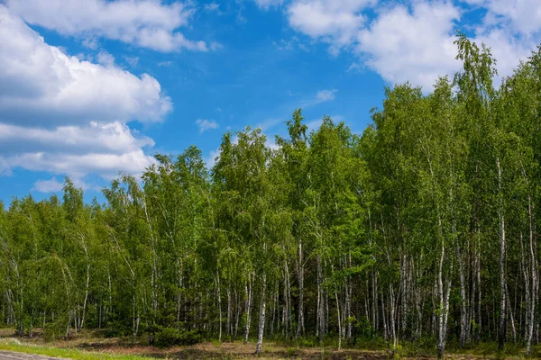 Pine and birch trees against a background of blue sky and white clouds.
