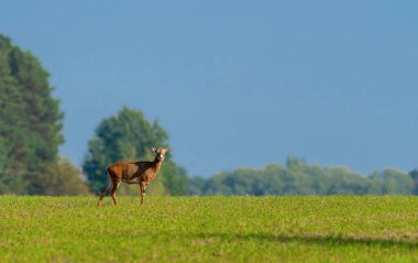 Young elk in nature, against a background of blue sky.