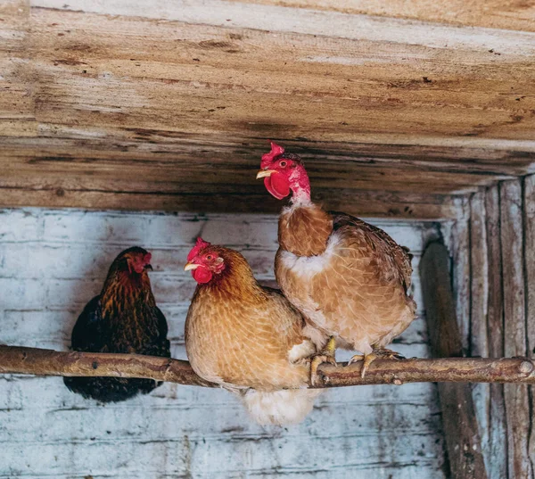 Pollos Una Percha Interior —  Fotos de Stock