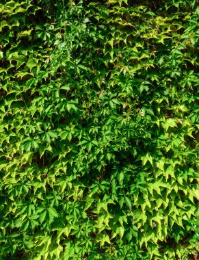 Yazın evin duvarında yabani üzüm bitkisi var..