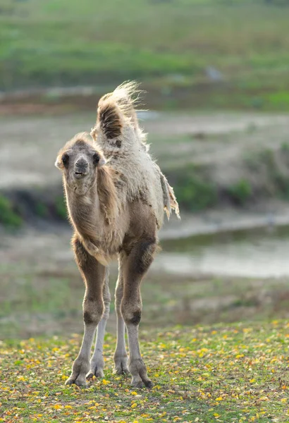 Pequeño Camello Naturaleza Verano —  Fotos de Stock