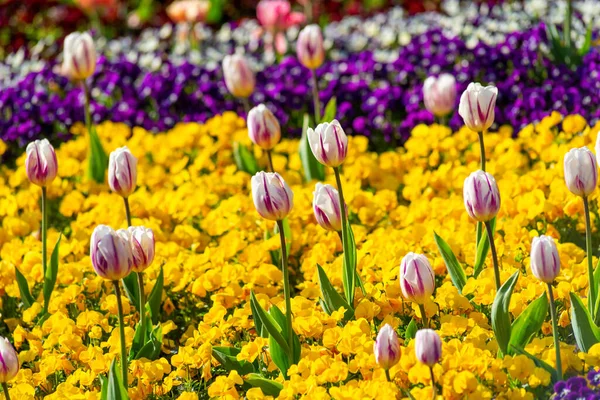 Flower Bed Park Kyiv — Stock Photo, Image