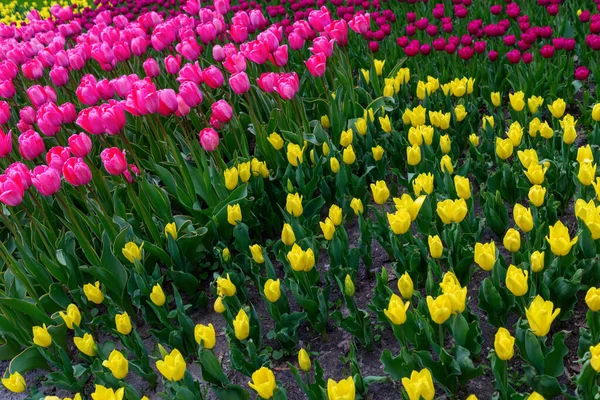 Flower Bed Park Kyiv — Stock Photo, Image