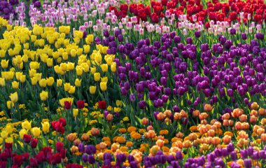 Parktaki çiçek tarhı. Kyiv