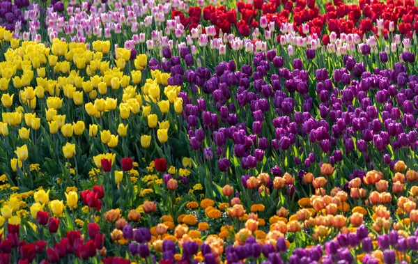 Parktaki çiçek tarhı. Kyiv