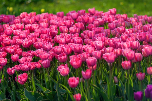 Florero Parque Kiev — Foto de Stock