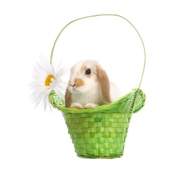 sepet içinde oturan Paskalya tavşanı