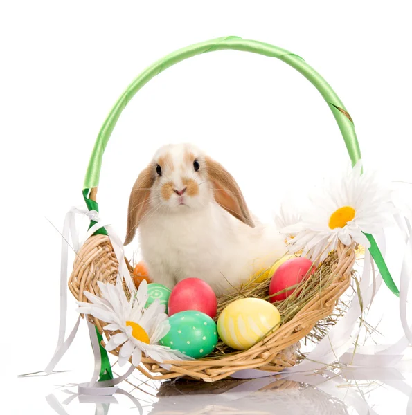Velikonoční zajíček sedí v koši — Stock fotografie