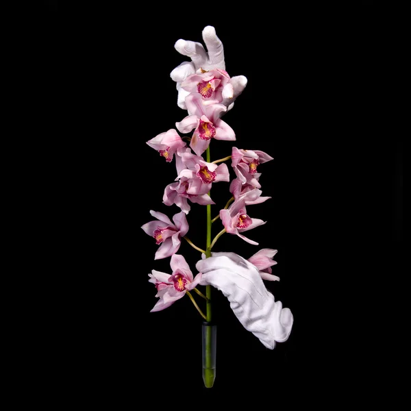 Handen in witte handschoenen met tak van orchideeën — Stockfoto
