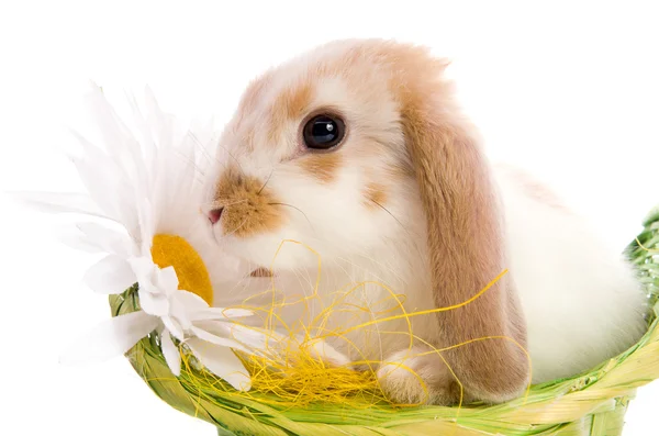 坐在篮子里的复活节兔子 — 图库照片