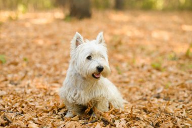 west highland white terrier walking in the forest