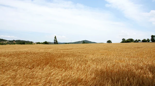 Sivri bir alanda buğday — Stok fotoğraf