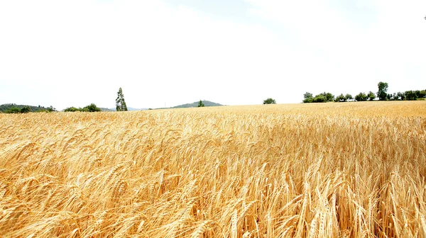 Spikes of wheat in a field — Stock Photo, Image