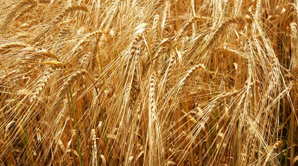 Spikes of wheat in a field — Stock Photo, Image