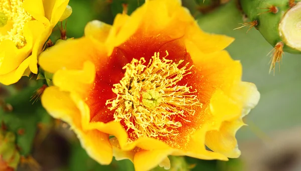Yellow flowers of cactus — Stock Photo, Image