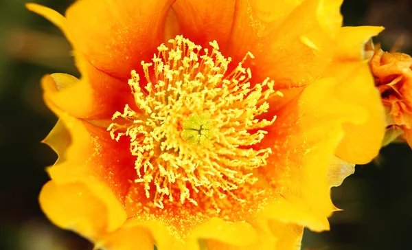 Flores amarillas de cactus — Foto de Stock