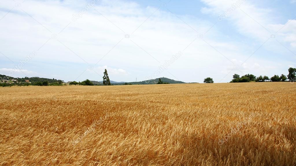 Spikes of wheat in a field