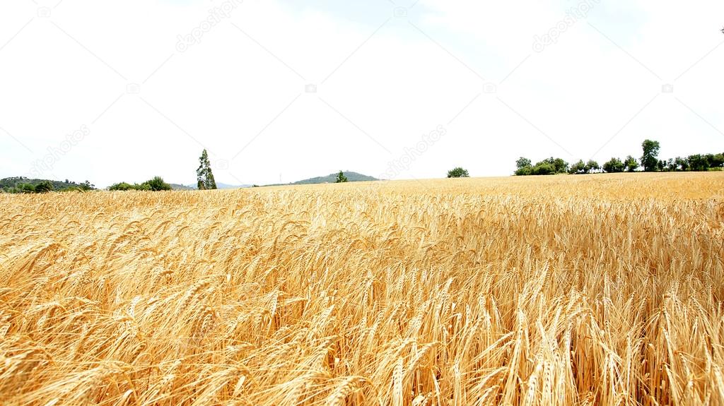 Spikes of wheat in a field