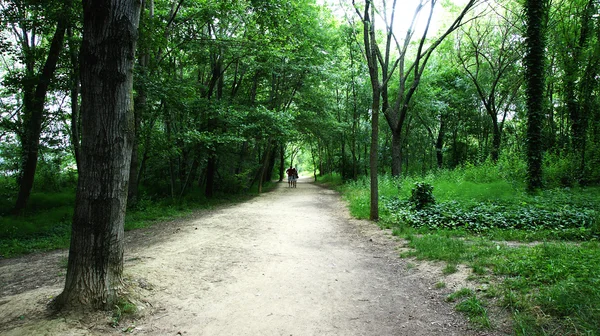 Waldweg im See von Banyoles — Stockfoto