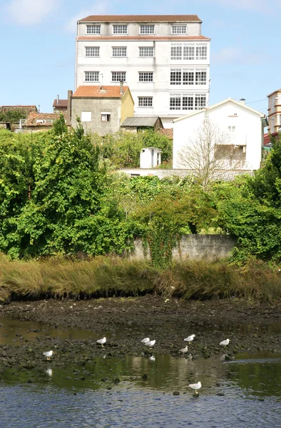 Fluss mit Möwen am Ufer — Stockfoto