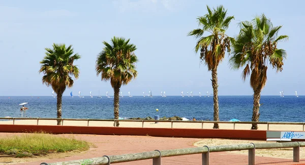 Mare-costa panoramica con palma — Foto Stock