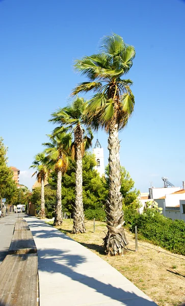 Fila di palme — Foto Stock